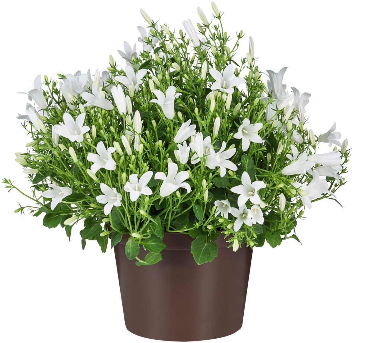 Bild 2 von Glockenblume