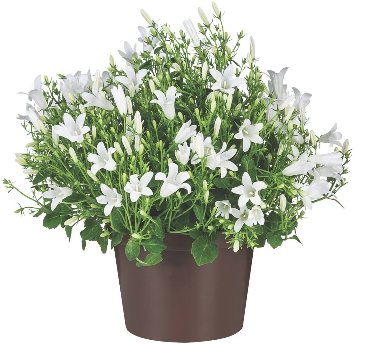 Bild 3 von Glockenblume