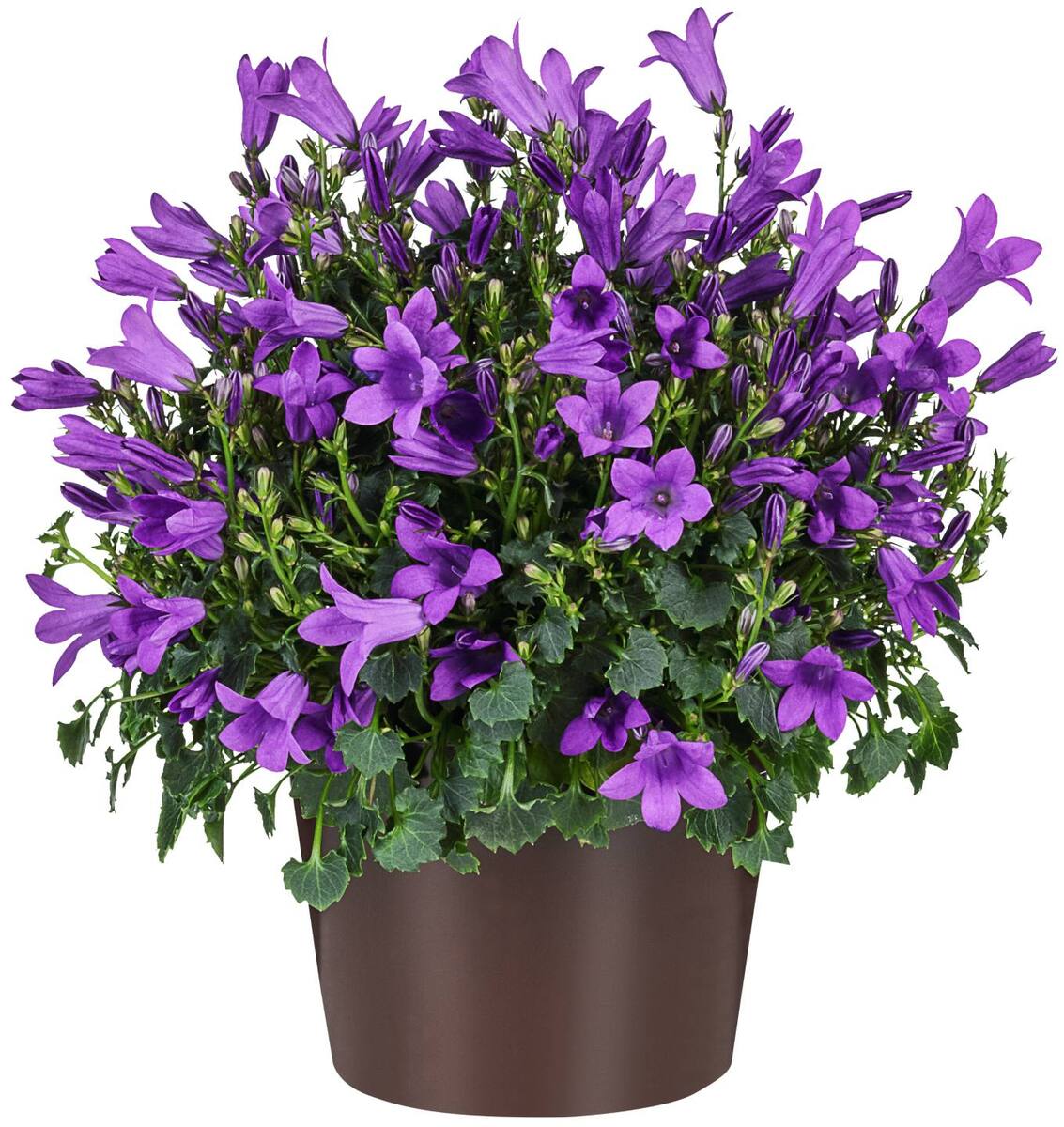 Bild 1 von Glockenblume