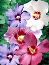 Bild 1 von Hibiscus  im 19 cm Topf