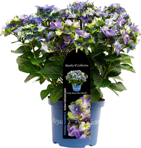 Bauernhortensie Royalty Collection Hydrangea mac H 30-40 cm 3L Container