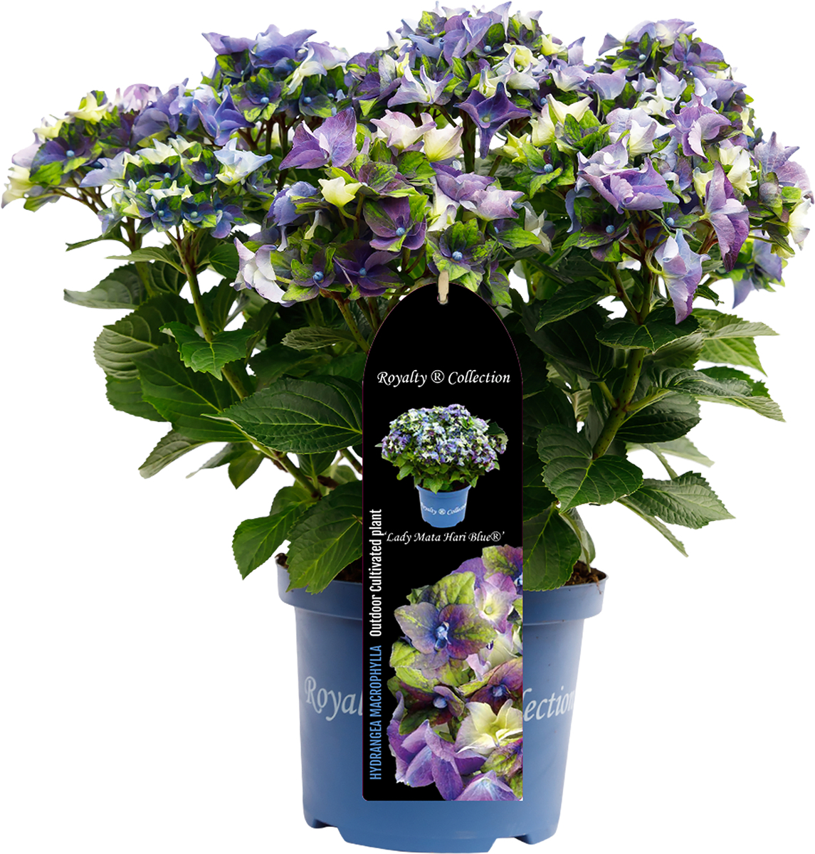 Bild 1 von Bauernhortensie Royalty Collection Hydrangea mac H 30-40 cm 3L Container