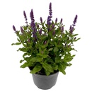 Bild 1 von GARDENLINE Stauden-Mix Salvia