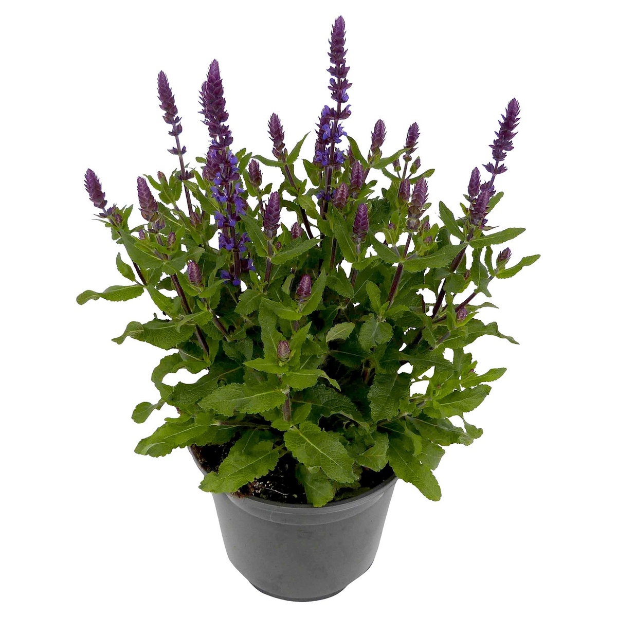 Bild 1 von GARDENLINE Stauden-Mix Salvia
