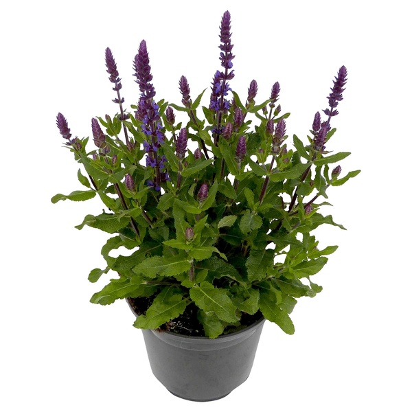 Bild 1 von GARDENLINE Stauden-Mix Salvia