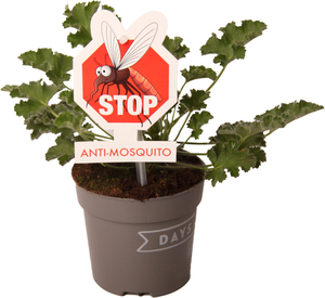 Pelargonium graveolens Duftgeranie Mosquito Fighter 10,5 cm Topf