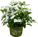 Bild 1 von Bauernhortensie Runaway Bride Hydrangea mac. H 30-40 cm 3,5L Container