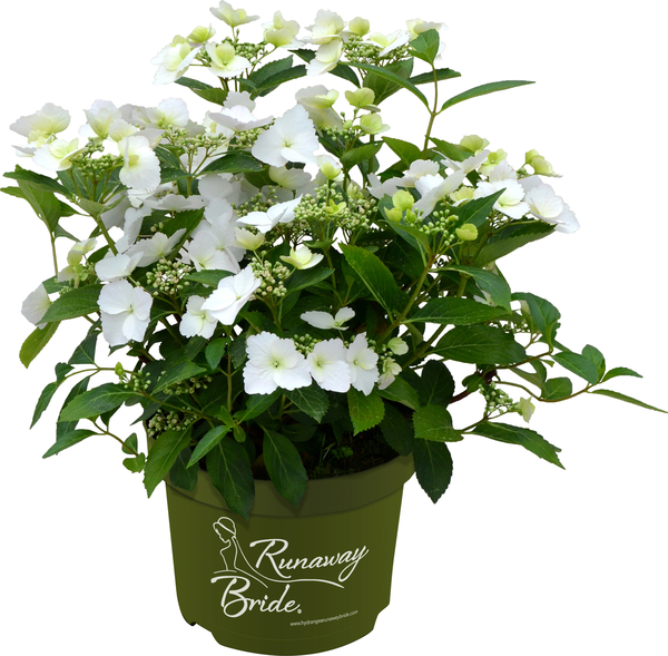Bild 1 von Bauernhortensie Runaway Bride Hydrangea mac. H 30-40 cm 3,5L Container