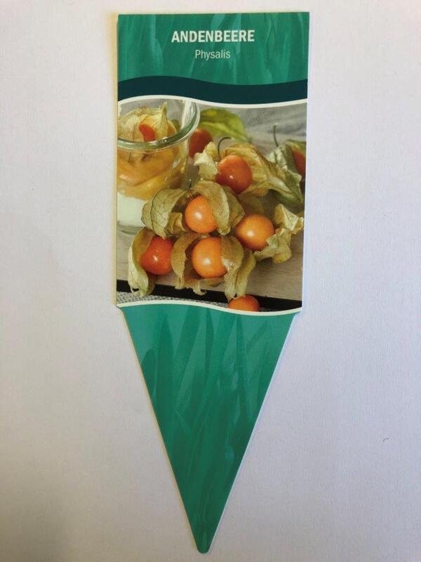 Bild 1 von Physalis peruviana Andenbeere/Stachelbeere 12 cm Topf