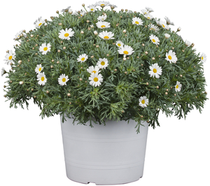 Margerite Argyranthemum 18 cm Topf