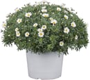 Bild 1 von Margerite Argyranthemum 18 cm Topf