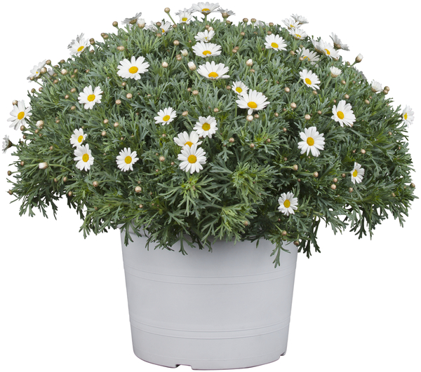 Bild 1 von Margerite Argyranthemum 18 cm Topf