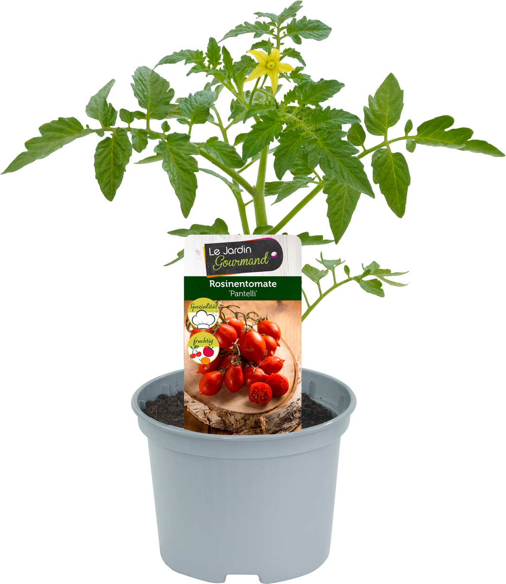Bild 1 von Solanum lycopersicum Rosinentomate 12 cm Topf