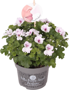 Pelargonium Hybrid Duftgeranie Mix 12 cm Topf