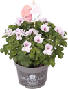 Bild 1 von Pelargonium Hybrid Duftgeranie Mix 12 cm Topf