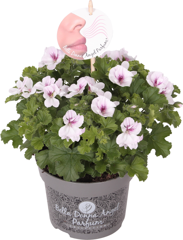 Bild 1 von Pelargonium Hybrid Duftgeranie Mix 12 cm Topf