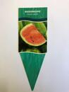 Bild 1 von Citrullus lanatus Wassermelone 10,5 cm Topf