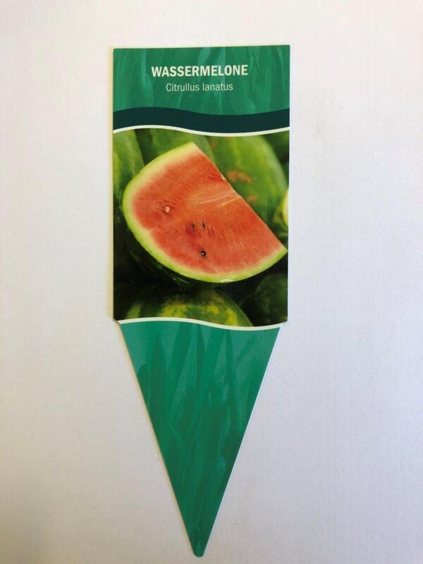 Bild 1 von Citrullus lanatus Wassermelone 10,5 cm Topf