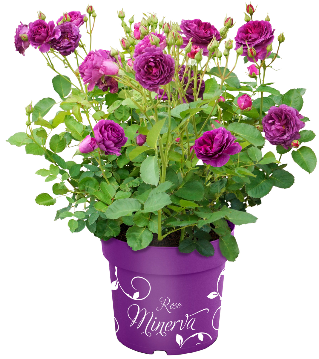 Bild 1 von Rose Minerva Rosa H 40-60 cm 6L Container