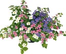 Bild 1 von Schneeflockenblume Sutera 13 cm Topf