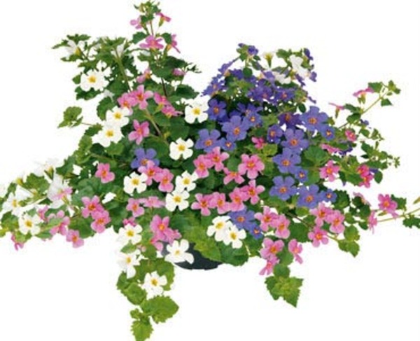 Bild 1 von Schneeflockenblume Sutera 13 cm Topf