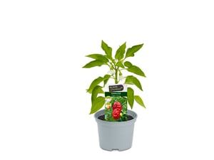 Bhut-Jolokia Geisterchili 12 cm Topf