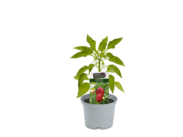 Bild 1 von Bhut-Jolokia Geisterchili 12 cm Topf