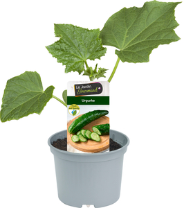 Cucumis sativus Urgurke Jurassic 10,5 cm Topf