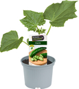 Bild 1 von Cucumis sativus Urgurke Jurassic 10,5 cm Topf