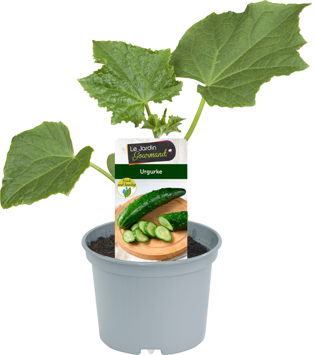 Bild 1 von Cucumis sativus Urgurke Jurassic 10,5 cm Topf