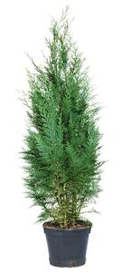 Thuja Brabant oder blaue Säulenzypresse