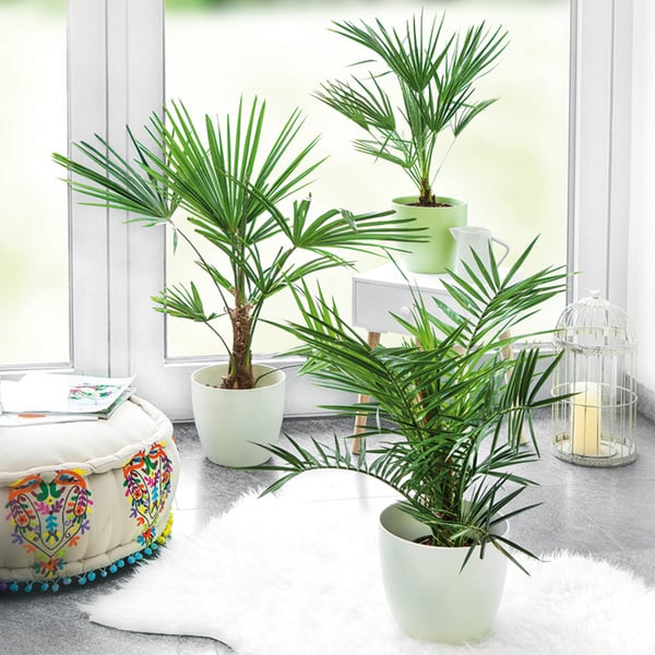 Bild 1 von Finest Garden Palme XL