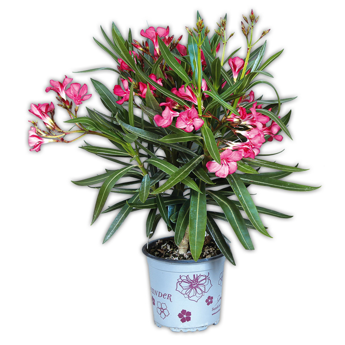 Bild 2 von Oleander Midi