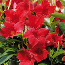 Bild 1 von Dipladenia