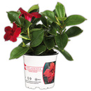 Bild 2 von Dipladenia