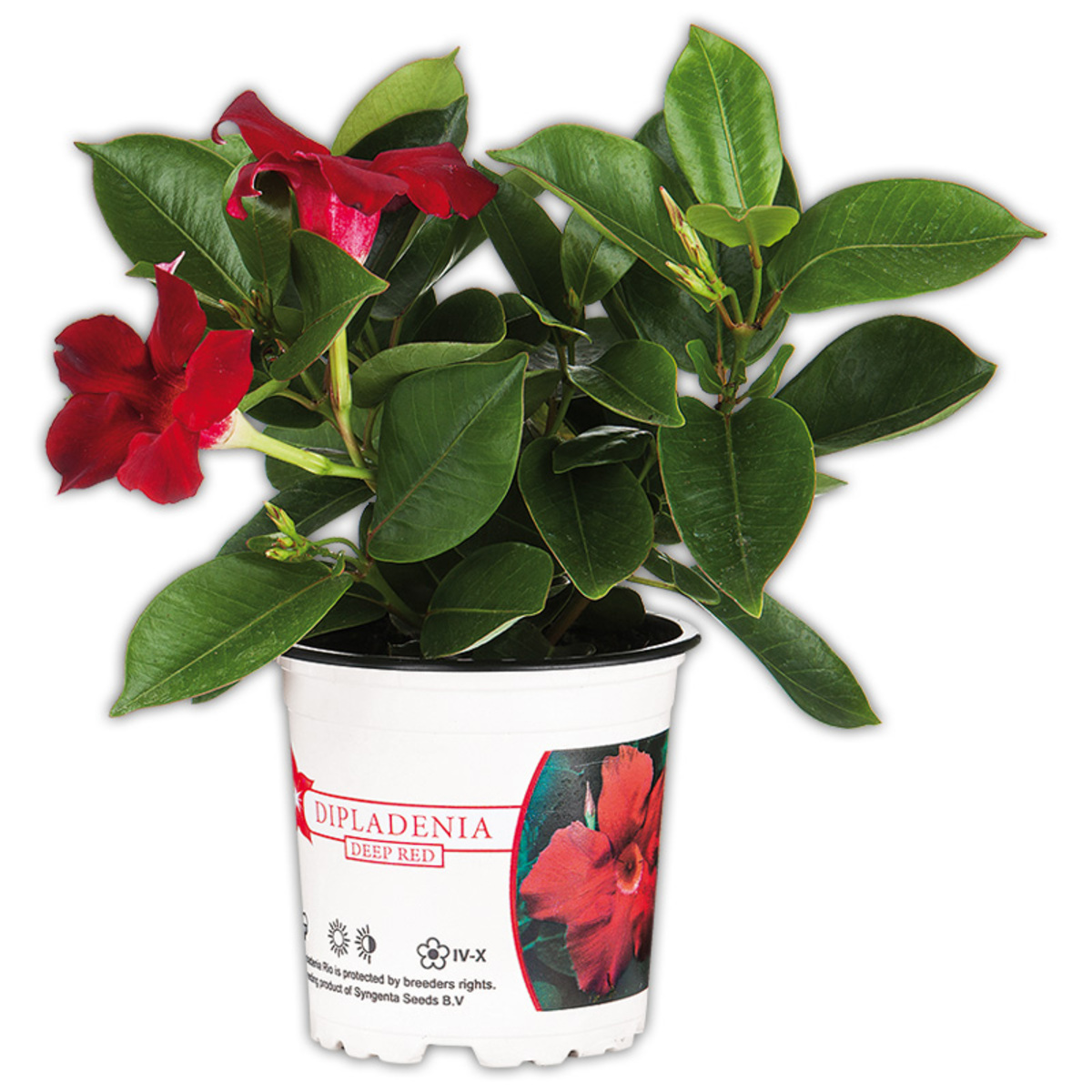 Bild 2 von Dipladenia