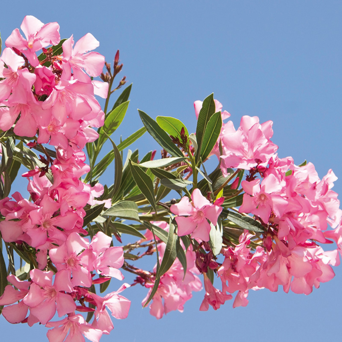 Bild 1 von Oleander Midi