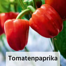 Bild 4 von Fruchtgemüse / Tomaten "Gartenperle"