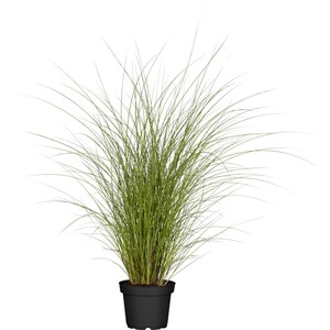 GROW by OBI Chinaschilf "Gracillimus" Topf-Ø ca. 19 cm Miscanthus sinensis