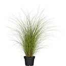 Bild 1 von GROW by OBI Chinaschilf "Gracillimus" Topf-Ø ca. 19 cm Miscanthus sinensis