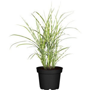 GROW by OBI Zebraschilf "Strictus Dwarf" Topf-Ø ca. 14 cm Miscanthus sinensis