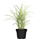 Bild 1 von GROW by OBI Zebraschilf "Strictus Dwarf" Topf-Ø ca. 14 cm Miscanthus sinensis