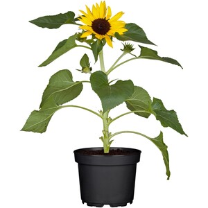 OBI Sonnenblume Gelb Topf-Ø ca. 12 cm Helianthus