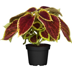 GROW by OBI Buntnessel Topf-Ø ca. 13 cm Coleus