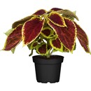 Bild 1 von GROW by OBI Buntnessel Topf-Ø ca. 13 cm Coleus