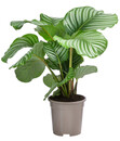 Bild 1 von Korbmarante - Calathea orbifolia