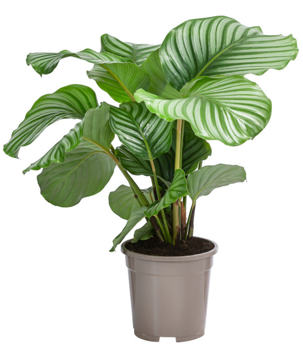Bild 1 von Korbmarante - Calathea orbifolia
