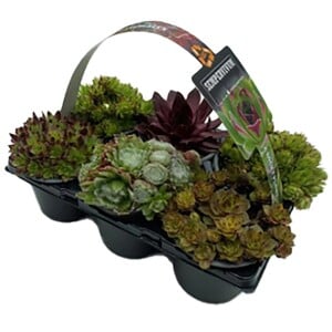 Hauswurz Sempervivum 6-fach Sortiert Crassulaceae