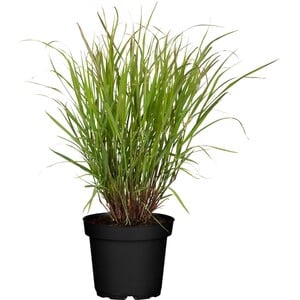 GROW by OBI Ruten-Hirse "Cheyenne Sky" Topf-Ø ca.19 cm Dekogras Panicum virgatum