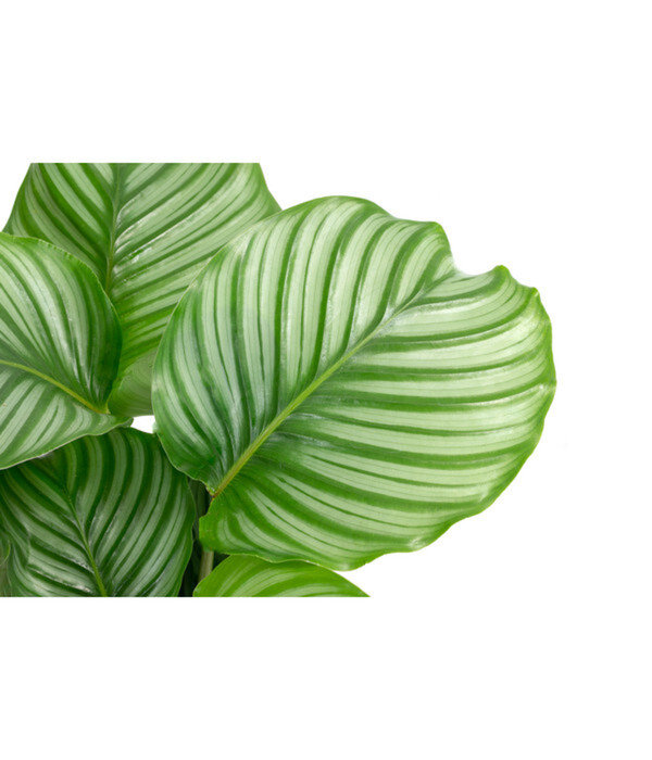 Bild 4 von Korbmarante - Calathea orbifolia